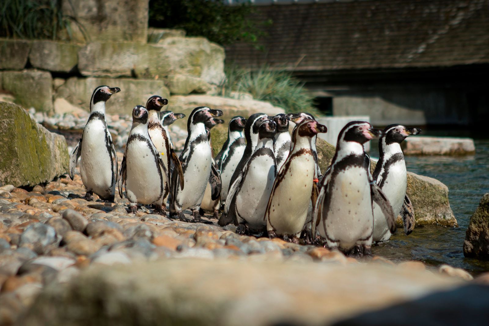 Marwell's Penguin Webcams